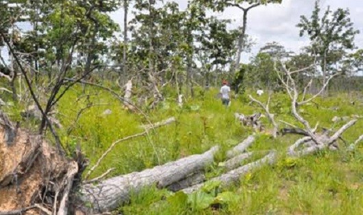 Nhiều khu rừng ở huyện Ea Súp (Dak Lak) bị chặt phá không thương tiếc.
