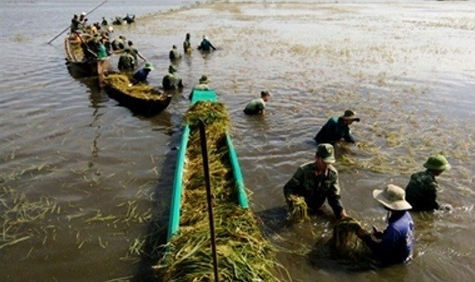 Cán bộ, chiến sĩ Đại đội Bộ binh huyện Vĩnh Hưng và Tân Hưng gặt lúa giúp dân chạy lũ.