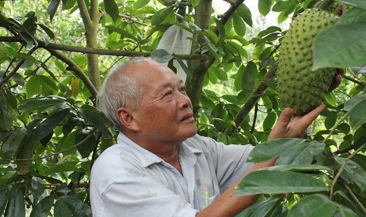 Người nông dân phấn khởi chăm sóc nâng niu những trái mãng cầu đã giúp họ “đổi đời”