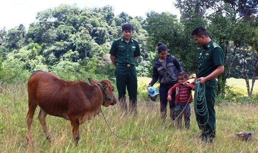 Thượng úy Hồ Hữu Ngạn và Thượng úy Xiêng Nghĩa Tình thăm và kiểm tra việc chăm sóc bò của gia đình A Xiển.