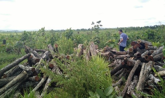 “Lâm tặc” lợi dụng thời điểm chuyển giao đất để tàn sát rừng  