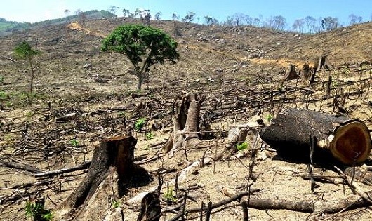 Hiện trường vụ 43,7ha rừng tự nhiên ở An Lão  bị  “lâm tặc” xóa sổ.