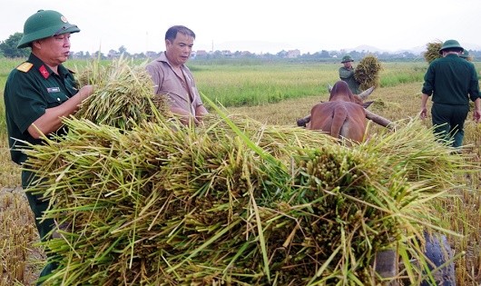 BCHQS Hương Sơn giúp nhân dân gặt lúa chạy bão số 10 năm 2017.