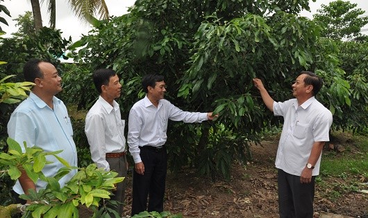 Ông Trần Quốc Trung (bìa phải) cùng giám đốc Sở NN&PTNT Cần Thơ trong một buổi “thị sát” vườn cây ăn trái ở Cần Thơ.