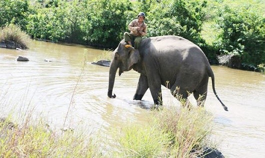 Yã Tao là con voi nhà còn lại duy nhất ở Gia Lai.