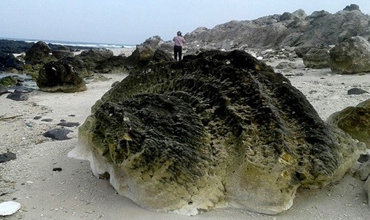 “Nghĩa địa” san hô hóa thạch vừa phát hiện ở Lý Sơn