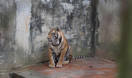 Nghịch lý trùm buôn lậu động vật hoang dã nuôi hổ “bảo tồn”