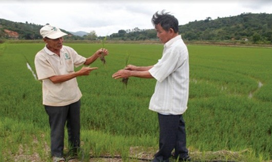 Ông Đoàn Văn Ương (bên trái) chia sẻ kinh nghiệm trồng lúa hữu cơ với người dân. Ảnh do nhân vật cung cấp