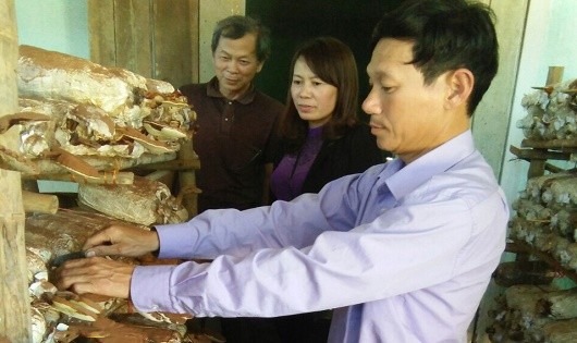 Anh Nguyễn Quốc Hương cùng với hội viên HTX trồng nấm tại HTX Sản xuất nấm sạch và Kinh doanh nông nghiệp Tuấn Linh.