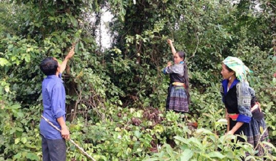Người Mông xã Keo Lôm, huyện Điện Biên Đông cùng nhau chặt phá cây lá ngón mọc xung quanh bản. Ảnh: Baodienbienphu.com