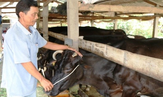 Xã viên HTX Nông nghiệp Evergrowth phải bán bò, ra khỏi HTX vì những quy định của UBND tỉnh Sóc Trăng.