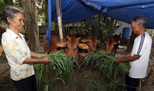 Nhờ 30 triệu đồng vốn vay ưu đãi, gia đình ông Lâm Lon (dân  tộc Khơ - me, ở ấp 5, xã Nha Bích, huyện Chơn Thành, Bình Phước) có điều kiện mua bò sinh sản, gia đình có việc làm (ảnh: Trần Việt)