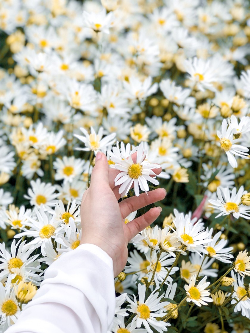 Hình nền hoa cúc trắng tuyệt vời nhất