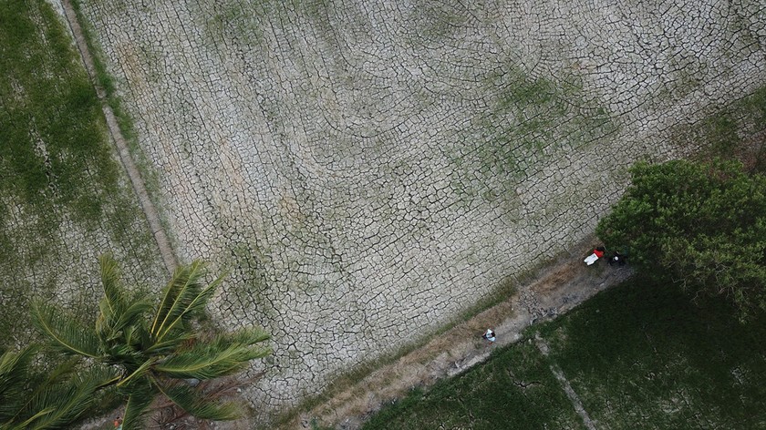  Một cánh đồng lúa ở huyện Long Phú, Sóc Trăng bị chết do thiếu nước. 
