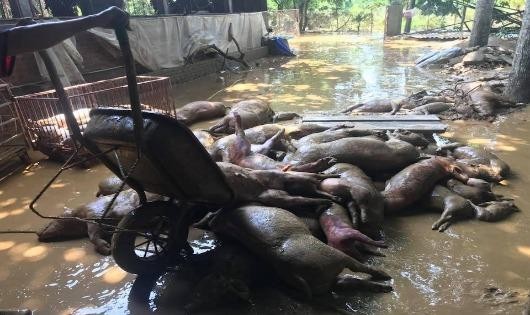 Xót xa cảnh Thị trấn Thanh Sơn lầy lội, tan hoang sau đợt mưa lũ lịch sử