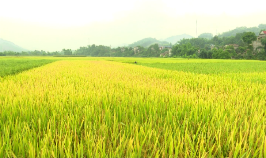 Chuyển đổi mục đích sử dụng đất trồng lúa có bị hạn chế không?