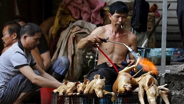 Tác hại của việc ăn thịt chó