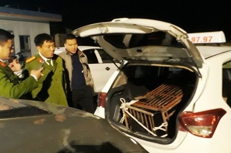 Cá thế gấu được  Công an tỉnh Hà Tĩnh phát hiện và tịch thu khi đang bị vận chuyển trái phép trên một chiếc taxi lưu thông trên tuyến quốc lộ 1A theo hướng Hà Tĩnh – Nghệ An