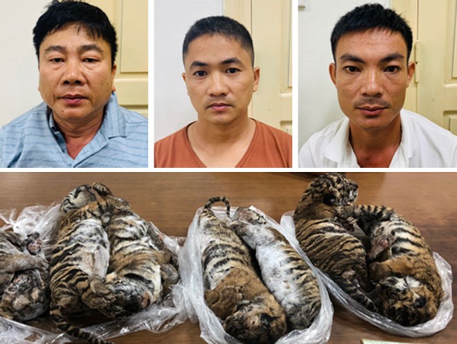 TAND Hà Nội tuyên phạt Nguyễn Hữu Huệ (6 năm tù) Phạm Văn Vui (5 năm tù) và Hồ Anh Tú (5 năm tù) cho hành vi vận chuyển buôn bán trái phép 7 cá thể hổ con