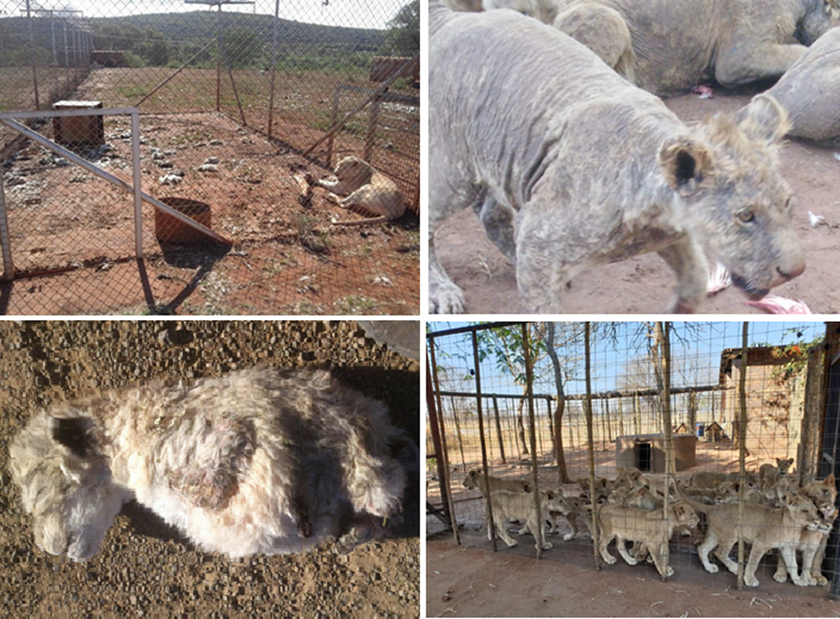 Các trang trại sư tử tại Nam Phi đang tiềm ẩn nhiều nguy cơ về sức khỏe đối với cộng đồng
