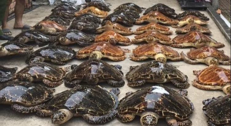 39 tiêu bản rùa biển bị phát hiện tại Tây Ninh ngày 23/12 (Ảnh: Phòng Cảnh sát môi trường - Công an tỉnh Tây Ninh).