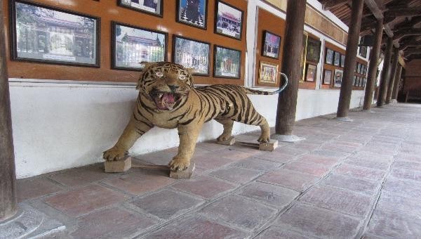 Tiêu bản hổ được nhà chùa ở Bắc Giang chuyển giao.