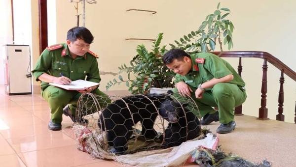 Hai cá thể gấu ngựa được cơ quan chức năng tỉnh Lai Châu giải cứu.