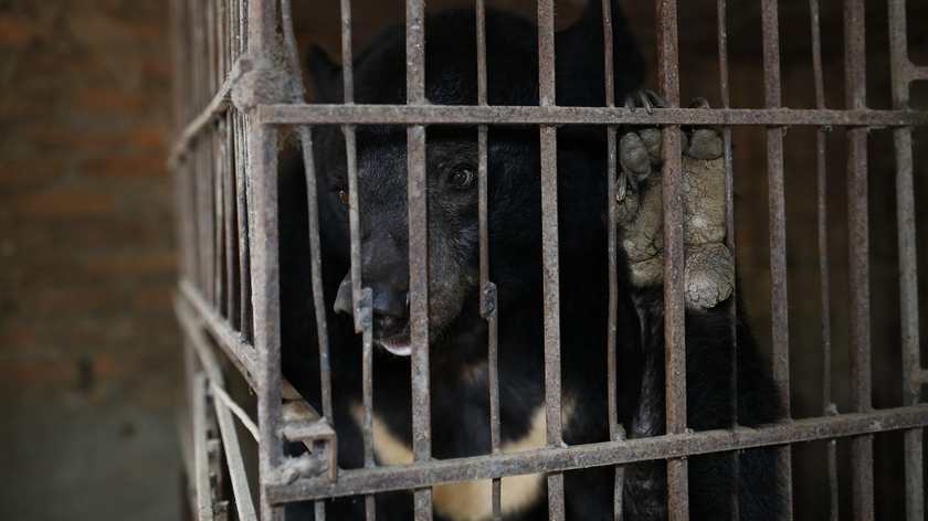 Cá thể gấu bị nuôi nhốt cuối cùng tại tỉnh Sơn La (Ảnh: FOUR PAWS)