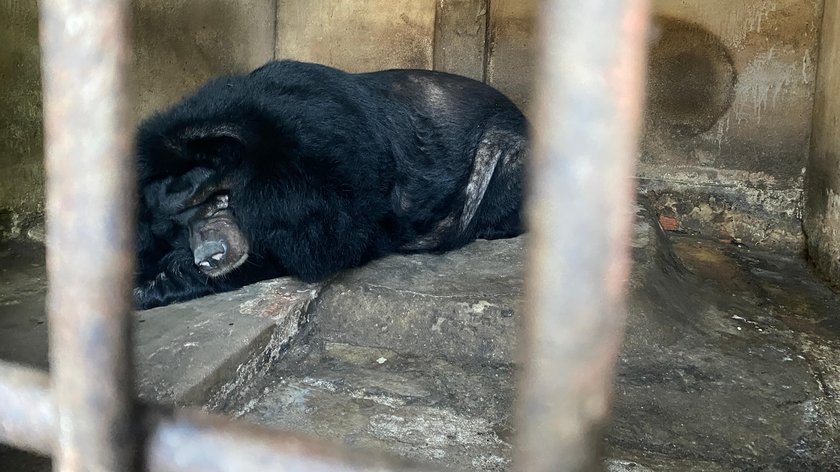 Điểm nóng lớn nhất về nuôi nhốt gấu trên cả nước: Tại sao lại là Hà Nội?
