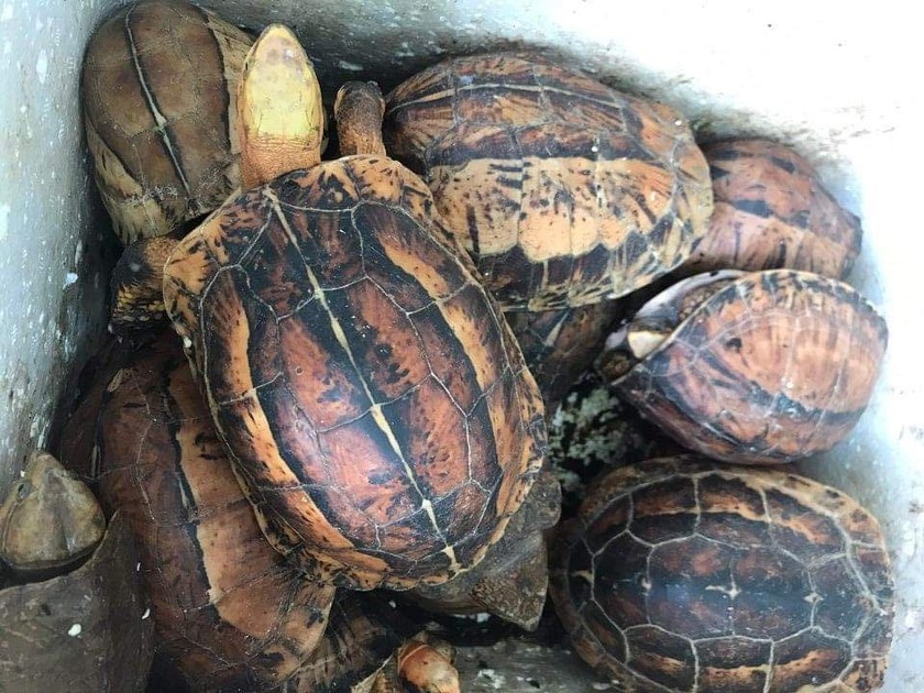 TAND thành phố Hà Nội đã tuyên phạt một đối tượng 8 năm 3 tháng tù về tội buôn bán 26 cá thể rùa quý hiếm. Ảnh ENV