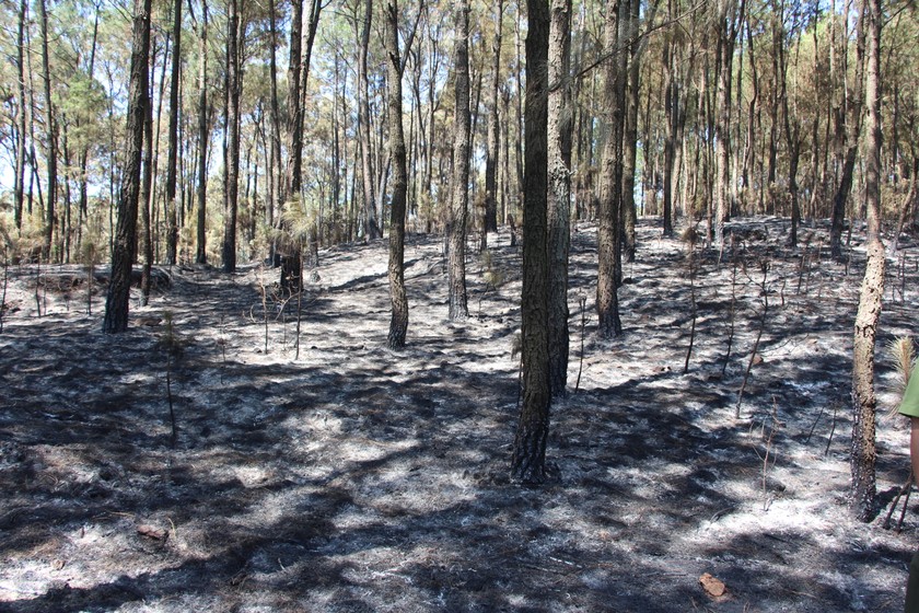 Vụ cháy gây thiệt hại khoảng hơn 70 ha thảm thực bì rừng, chủ yếu là keo, bạch đàn.