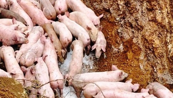 Hàng trăm con lợn cả sống  lẫn chết đã được người dân xã Nghĩa Lạc thu gom, tiêu hủy.
