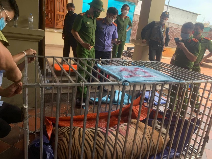Cơ quan CSĐT Công an tỉnh Nghệ An đã ra quyết định khởi tố vụ án, khởi tố bị can trong vụ nuôi 14 cá thể hổ trái phép