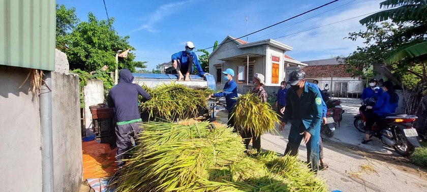 Các đoàn viên thanh niên của phường Quỳnh Xuân đã hộ trợ người dân gặt lúa khi địa phương đang thực hiện Chỉ thị 16.