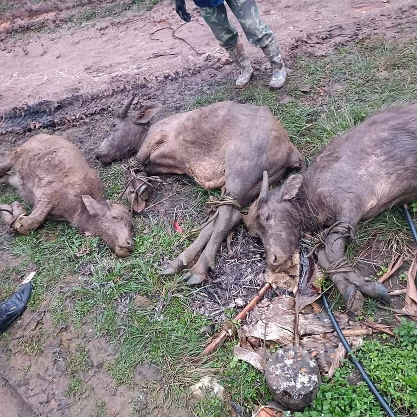 Nhiệt độ xuống thấp khiến trâu, bò ở huyện miền núi Nghệ An bị chết rét
