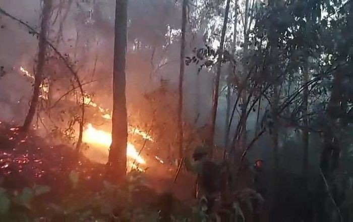 Cháy rừng tại xã Thượng Tân Lộc khiến hơn 10 héc ta rừng, chủ yếu rừng thông bị thiệt hại 