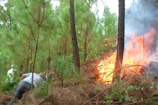 Hơn 30h rừng thông phòng hộ bị lửa thiêu rụi
