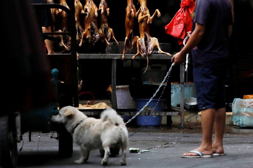 Vì sao Lễ hội thịt chó giữa đại dịch Covid-19 của Trung Quốc bị "ném đá"?