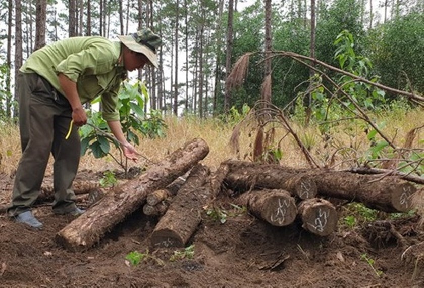 Lâm Đồng: Đang điều tra vụ phá rừng, cưa hạ, chôn lấp số lượng lớn gỗ thông xảy ra tại Tiểu khu 443