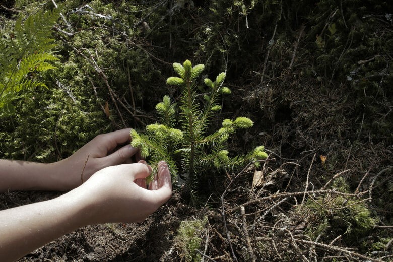 Na Uy khơi dậy sức mạnh cộng đồng để trồng rừng 