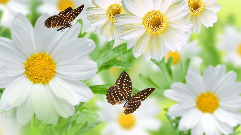 Thơ thiền Việt Nam (Kỳ 2): Cuộc đời vô thường, bướm hoa chỉ là huyền ảo 