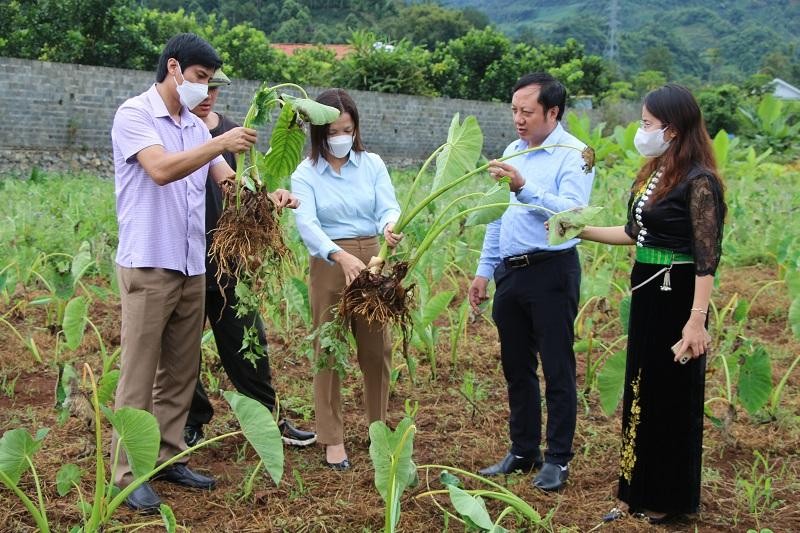Thuận Châu phát triển nông nghiệp hữu cơ theo hướng bền vững.