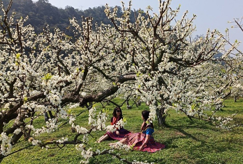 Du khách đến thung lũng Mu Nấu trải nghiệm mùa hoa mận nở.