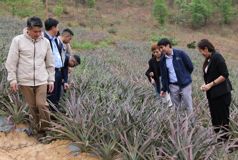 Đoàn công tác khảo sát vùng trồng cây mắc ca, kiểm tra vùng nguyên liệu dứa tại xã Mường Bám.
