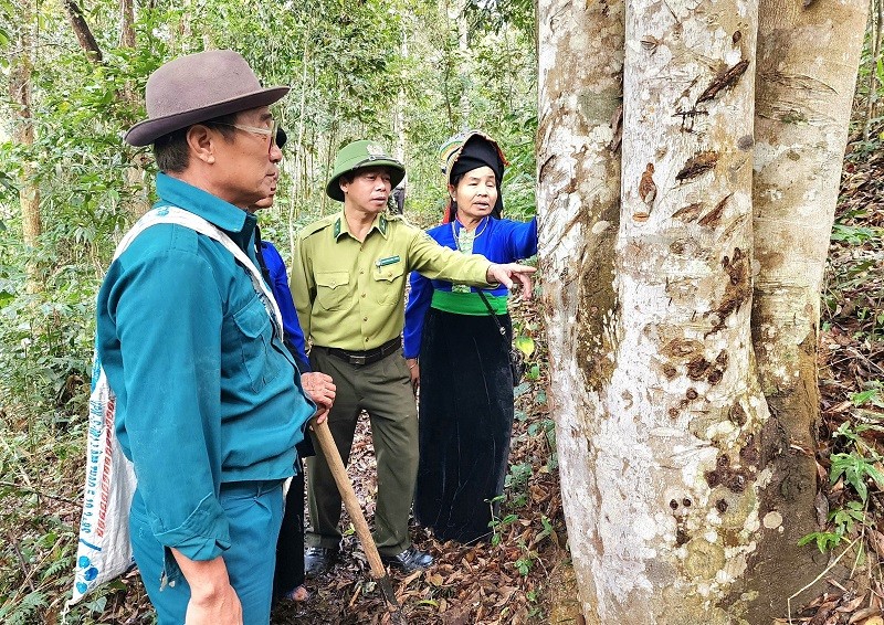 Những người cao tuổi giữ rừng ở Hạ Thanh (Điện Biên).