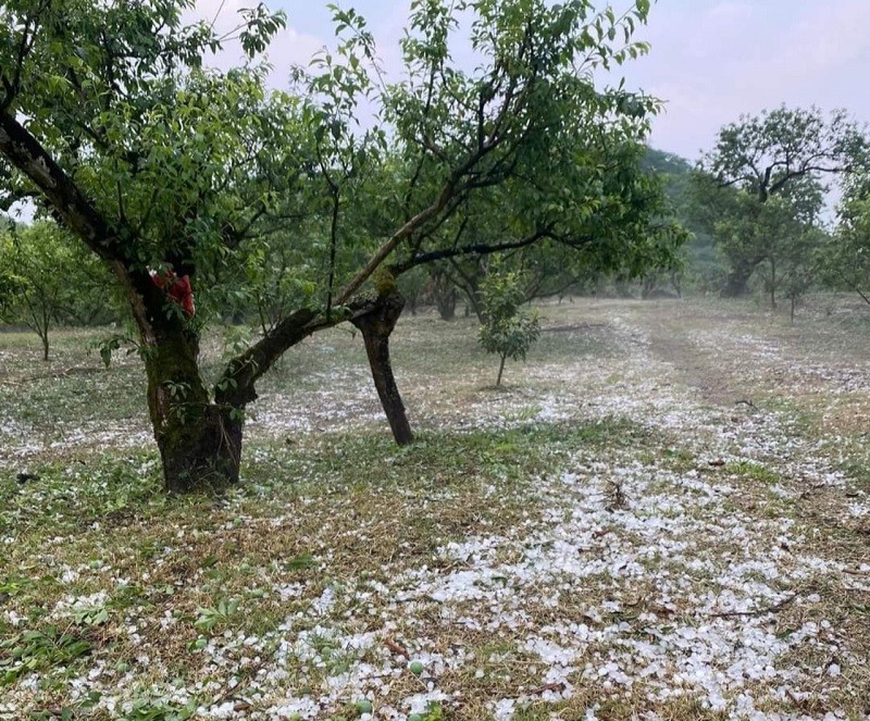 Mưa đá, gió lốc làm thiệt hại hàng nghìn hecta cây ăn quả tại tỉnh Sơn La (Ảnh CTV).