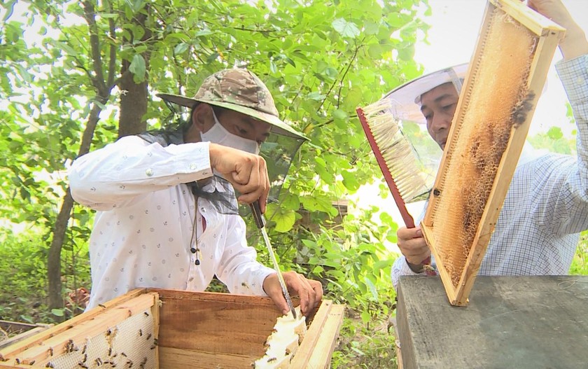 Hơn, 95% sản lượng mật ong của Việt Nam xuất khẩu vào Mỹ.