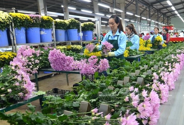 Việt Nam là nước đầu tiên được phép sử dụng hoạt chất Metsufuron thay thế Glyphosate để xử lý cho hoa cắt cành xuất khẩu vào Úc.