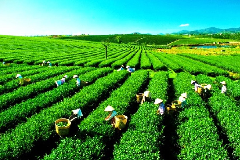 Ngành Nông nghiệp phải hướng tới nền nông nghiệp xanh, nông nghiệp sinh thái bằng áp dụng đồng bộ các quy trình, công nghệ