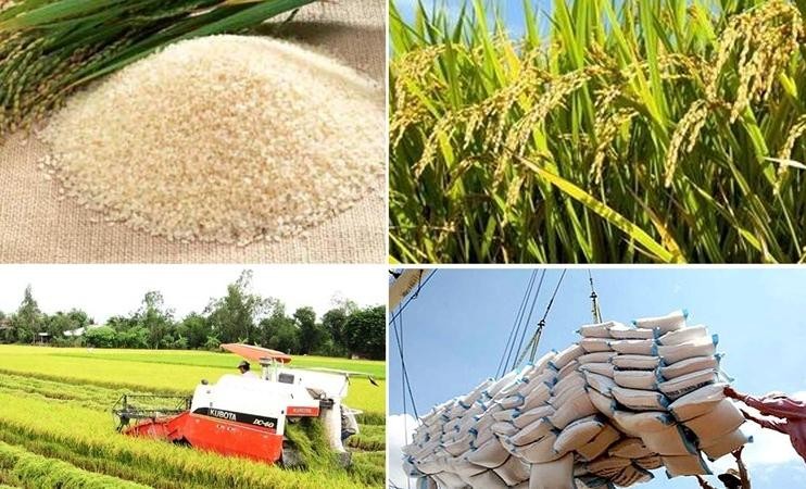  Năm 2021, lượng gạo của Việt Nam xuất khẩu sang EU đạt 60.000 tấn, trị giá 41 triệu USD,